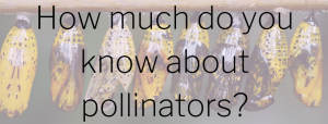 Image for "How much about Pollinators?"